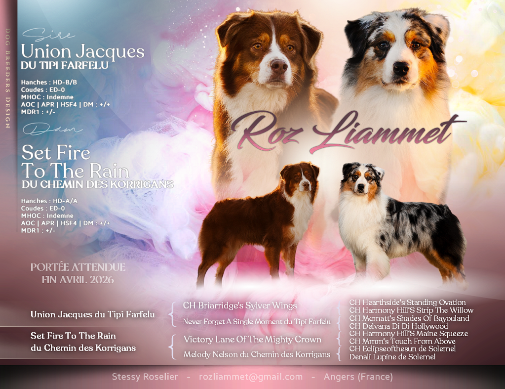 chiot disponible chiot berger australien